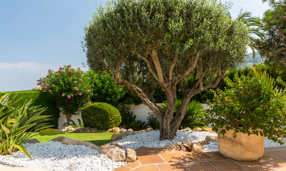 blog mediterranean garden big olive tree