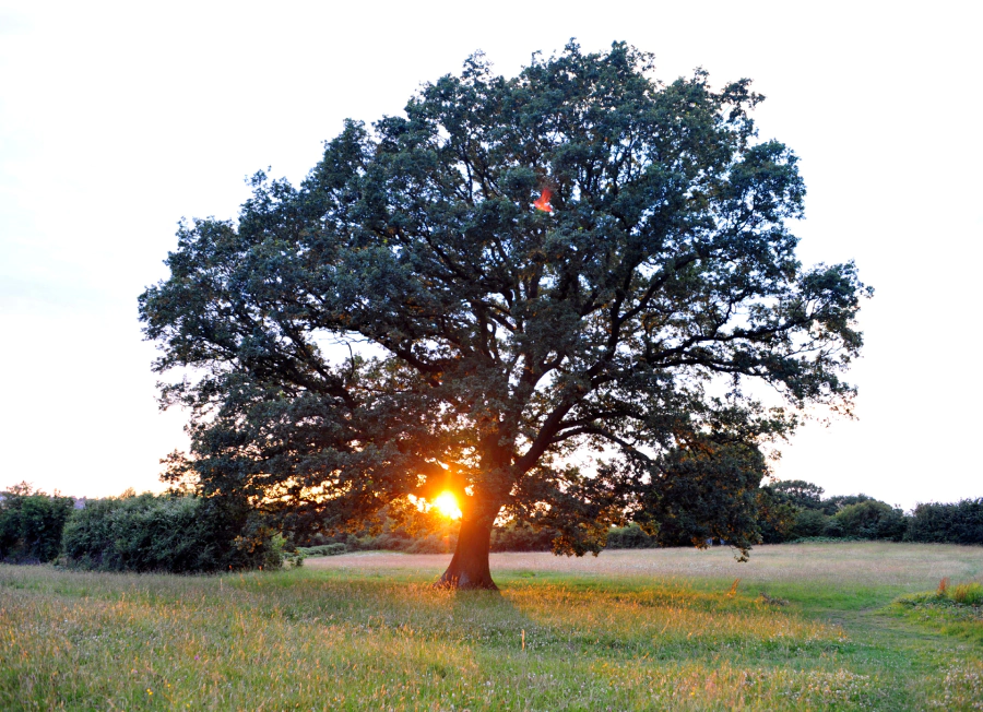grown oak tree 1